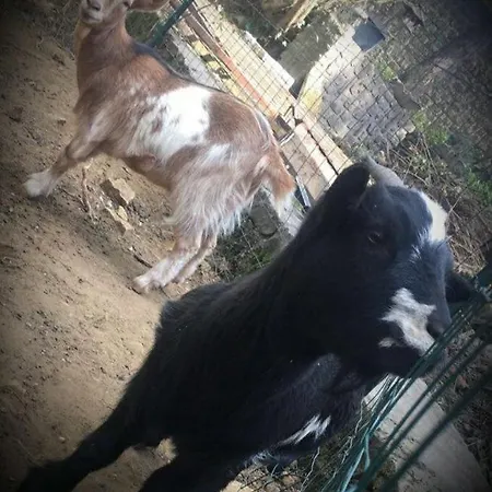 Vendégház Notre Dame Face Au Chateau 4*