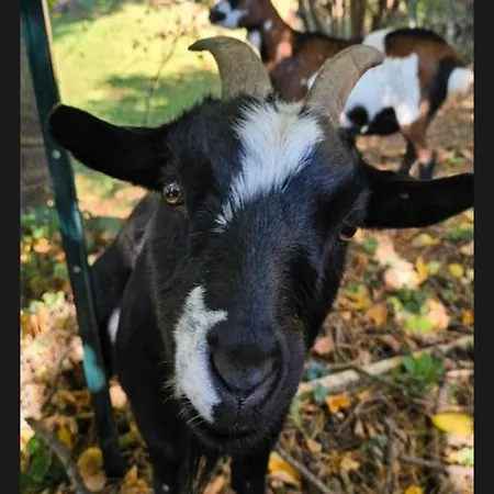 Notre Dame Face Au Chateau Vendégház